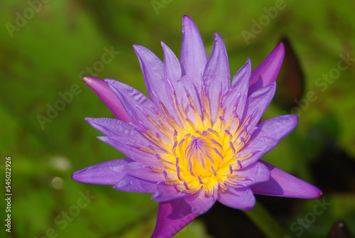 lotus flower in the garden