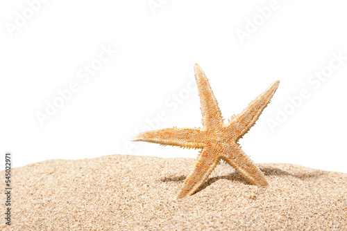 Close-up sea star on sandy beach