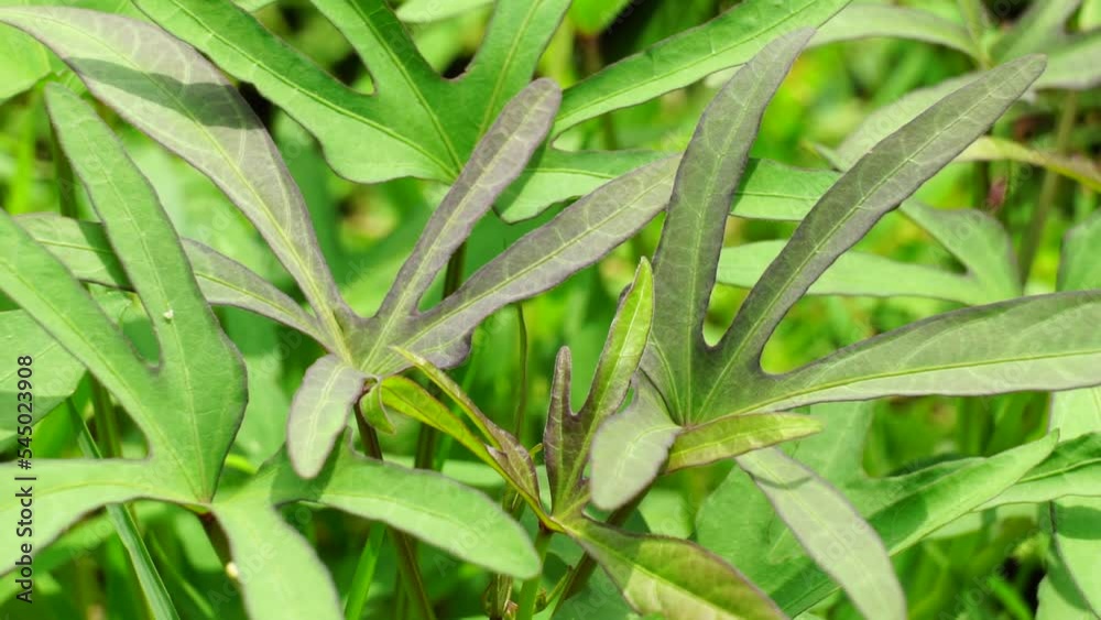 Sweet potatoes leave in the nature. Sweet potato leaves are medium to large in size and are cordate, or heart-shaped with pointed tips. Javanese call it Sweet potatoes leave in the nature. Sweet potato leaves are medium to large in size and are cordate, or heart-shaped with pointed tips. Javanese call it