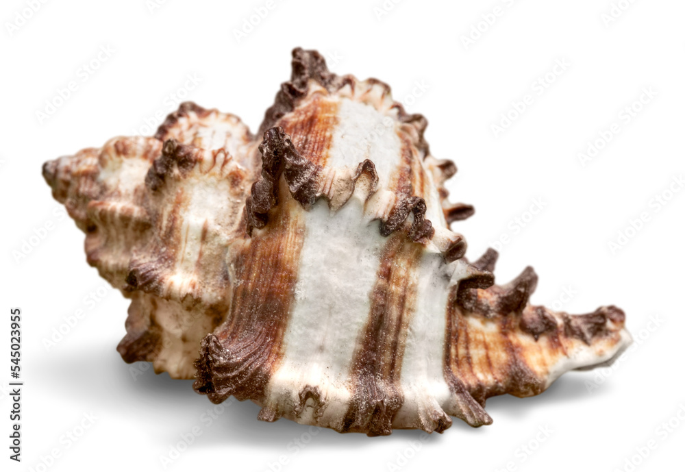 Conch Shell Isolated