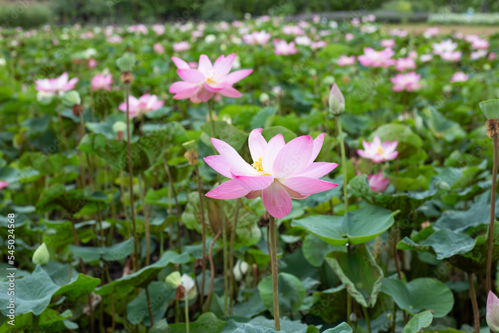 Pink lotus flower blooming in pond with green leaves Pink lotus flower blooming in pond with green leaves