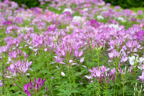 Cleome spinosa in the park