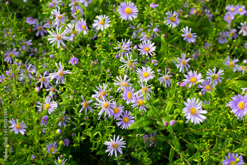 Beautiful violet flowers of Symphyotrichum dumosum photo