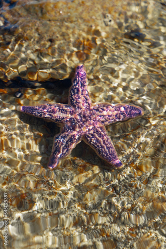 A blue starfish lying on a rock in the sea