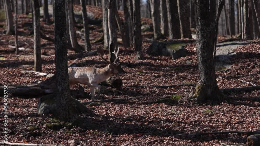 fallow deer buck walking through the forest as camera rolls by and trees pass in foreground fallow deer buck walking through the forest as camera rolls by and trees pass in foreground