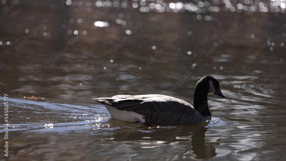 canada goose swimming in nice sunny reflective water slomo canada goose swimming in nice sunny reflective water slomo