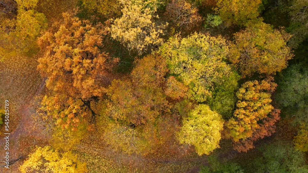 Flight on a copter in a circle over the tops of trees of different types with incredibly beautiful multi-colored foliage in autumn. Flight on a copter in a circle over the tops of trees of different types with incredibly beautiful multi-colored foliage in autumn.