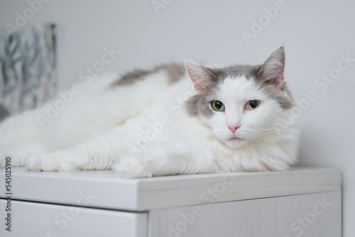 白い棚の上にリラックスしている白猫