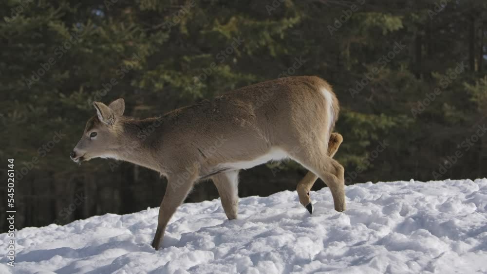 whitetail deer walking in snow side profile slomo whitetail deer walking in snow side profile slomo