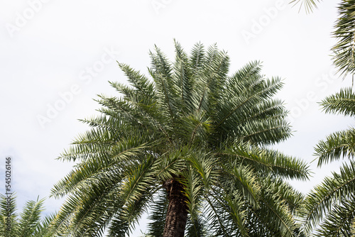Date palm with blue sky