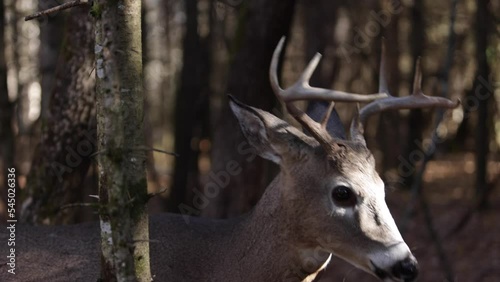 Wallpaper Mural deer buck male looks at you and walks out of forest slomo autumn Torontodigital.ca