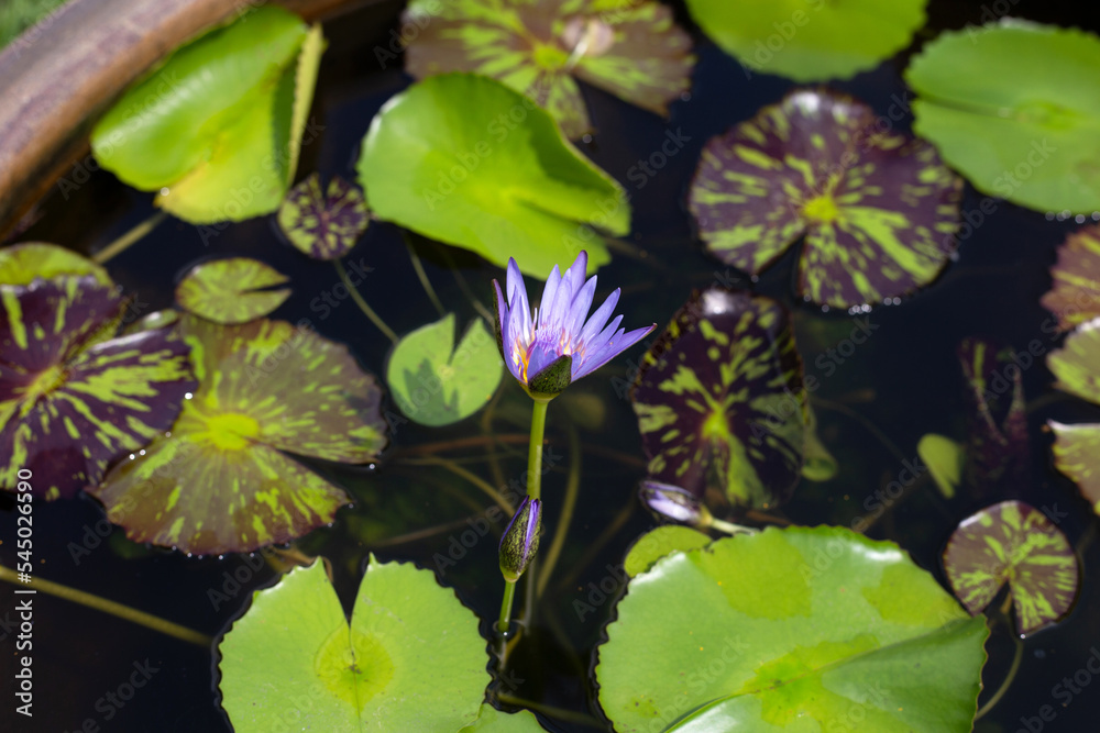 Beautiful blooming Nymphaea lotus flower with leaves, Water lily pot Beautiful blooming Nymphaea lotus flower with leaves, Water lily pot