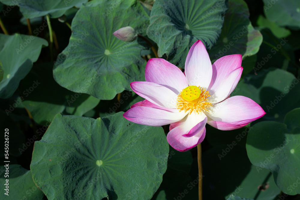 Pink lotus flower blooming in pond with green leaves Pink lotus flower blooming in pond with green leaves