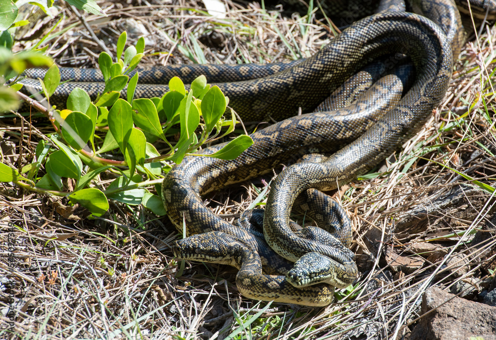 carpet python snakes mating at South West Rocks, New South Wales, Australia. carpet python snakes mating at South West Rocks, New South Wales, Australia.
