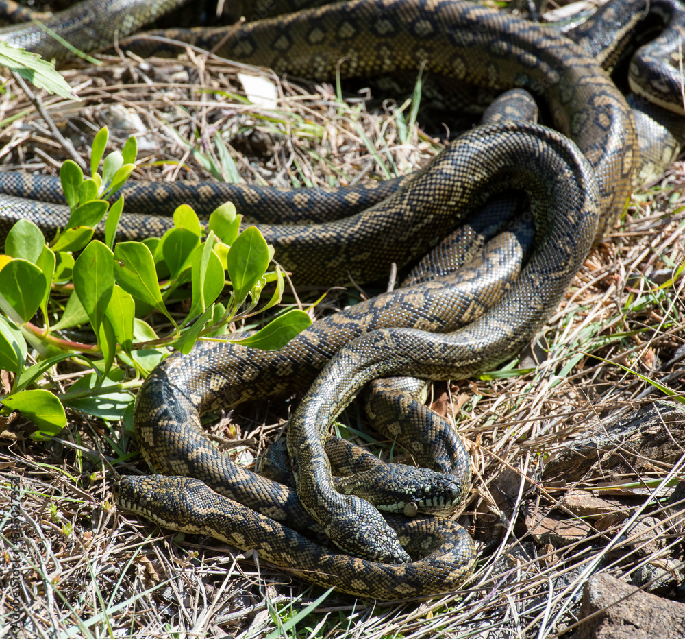 carpet python snakes mating at South West Rocks, New South Wales, Australia. carpet python snakes mating at South West Rocks, New South Wales, Australia.