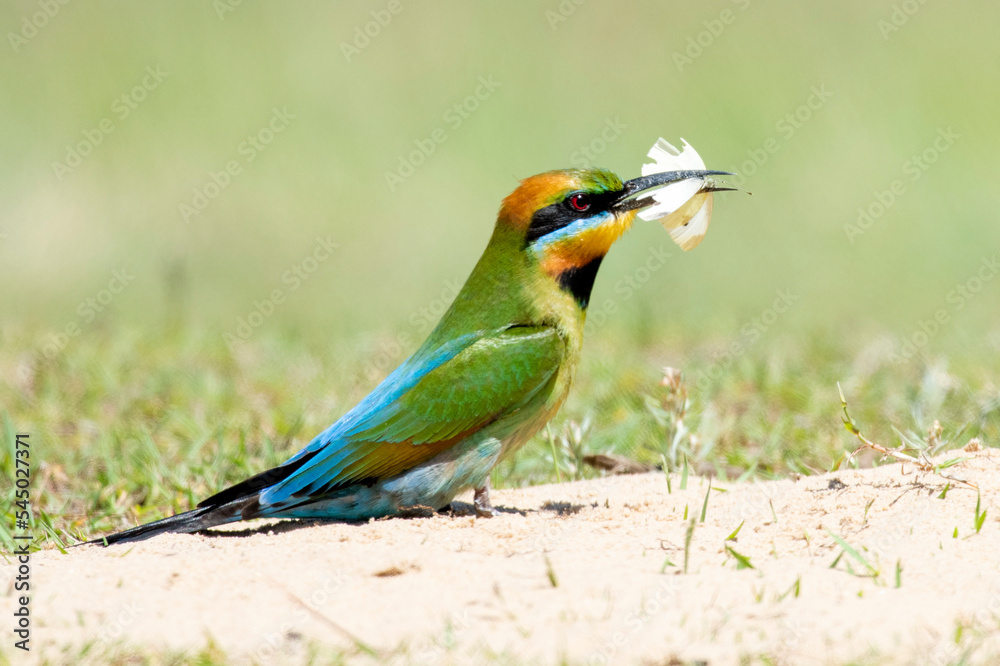 Rainbow bee eaters feeding on bees and butterflies Rainbow bee eaters feeding on bees and butterflies