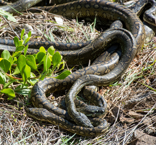 carpet python snakes mating at South West Rocks, New South Wales, Australia.