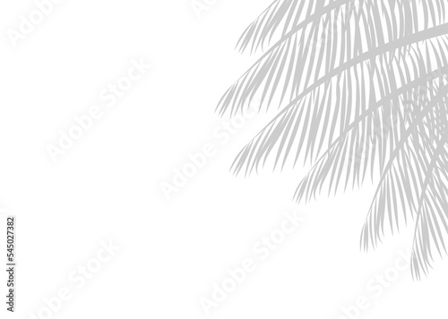 Silhouette of palm leaves or coconut leaves right side. Natural pattern, light gray shadow. Copy space. For advertisements, business cards, brochures and white backgrounds.