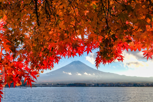山梨県の河口湖畔からの富士山と紅葉したもみじ