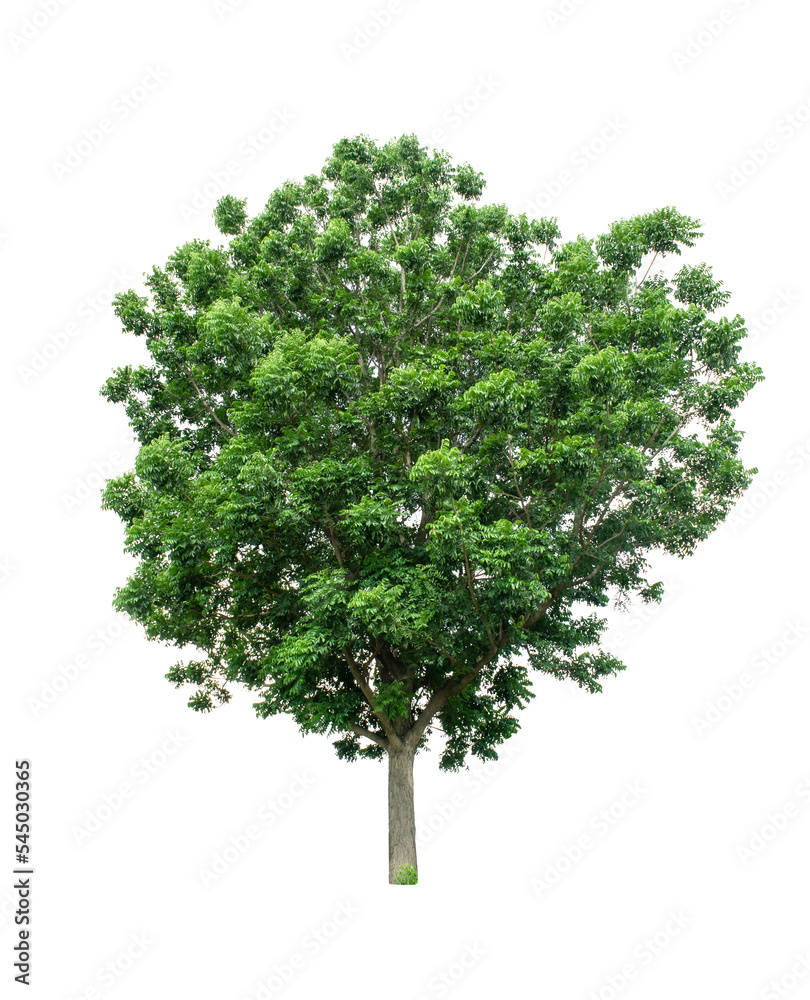 Fototapeta premium Isolated Tree on transparent background ,Suitable for use in landscape design, Tree from thailand, Asia