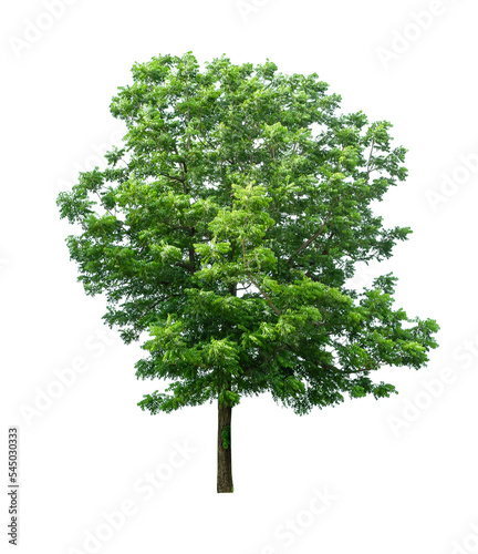 Isolated Tree on transparent background ,Suitable for use in landscape design, Tree from thailand, Asia