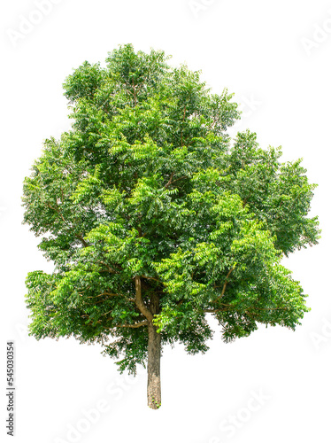 Isolated Tree on transparent background ,Suitable for use in landscape design, Tree from thailand, Asia