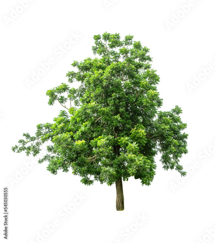 Isolated Tree on transparent background ,Suitable for use in landscape design, Tree from thailand, Asia