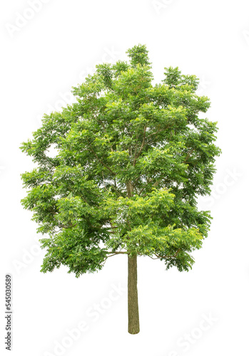 Isolated Tree on transparent background ,Suitable for use in landscape design, Tree from thailand, Asia