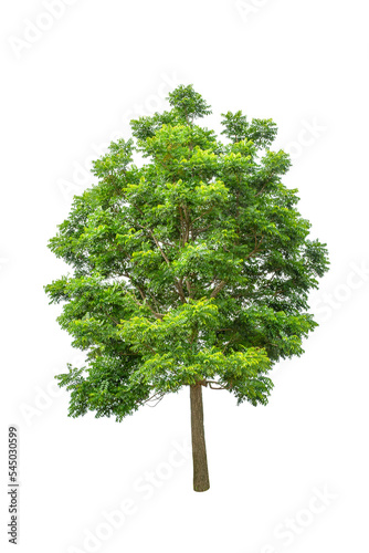Isolated Tree on transparent background ,Suitable for use in landscape design, Tree from thailand, Asia