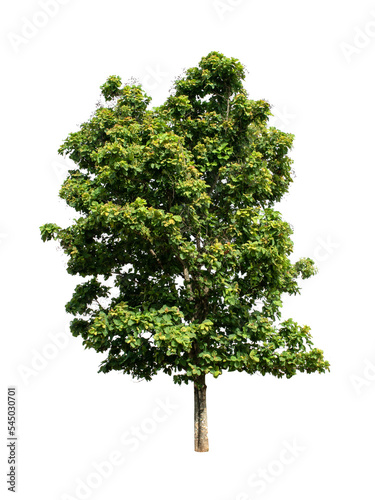 Isolated Tree on transparent background ,Suitable for use in landscape design, Tree from thailand, Asia