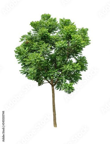 Isolated Tree on transparent background ,Suitable for use in landscape design, Tree from thailand, Asia