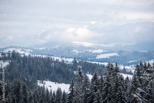 Winter scene with snowy forest. Scenery in winter. Frosty morning in forest.
