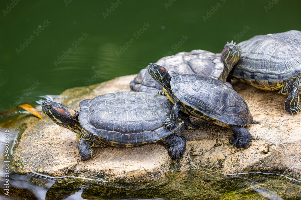 Turtle lying on rock over the water pond Turtle lying on rock over the water pond