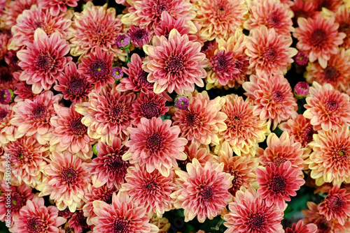 Beautiful flowers as background  delicate blooming flowers festive background  Colorful spring flower background  selective focus.