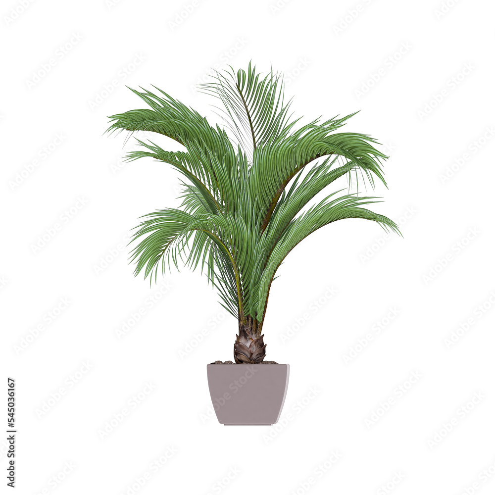Fototapeta premium Plant, Plant PNG, Download Plant Transparent Background