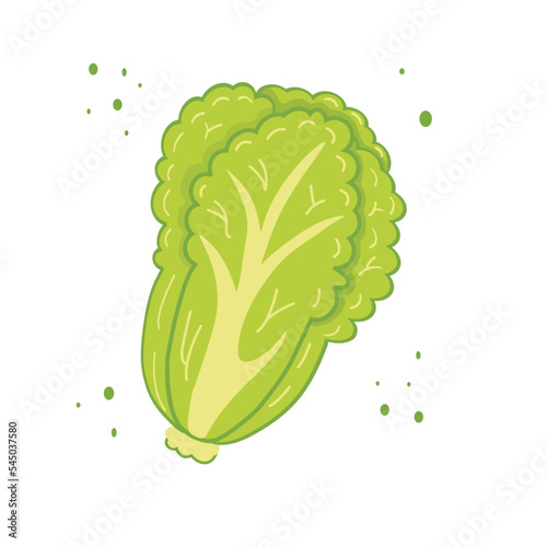 Romaine lettuce vegetable icon, outline with color fill style vector illustration isolated on white background. Vector illustration of a single romaine lettuce vegetables. Lactuca sativa var capitata.