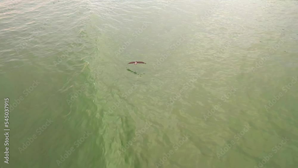 Drone Tracking Peruvian pelican over water as it flies touching the water and then goes up into the beautiful sky Drone Tracking Peruvian pelican over water as it flies touching the water and then goes up into the beautiful sky