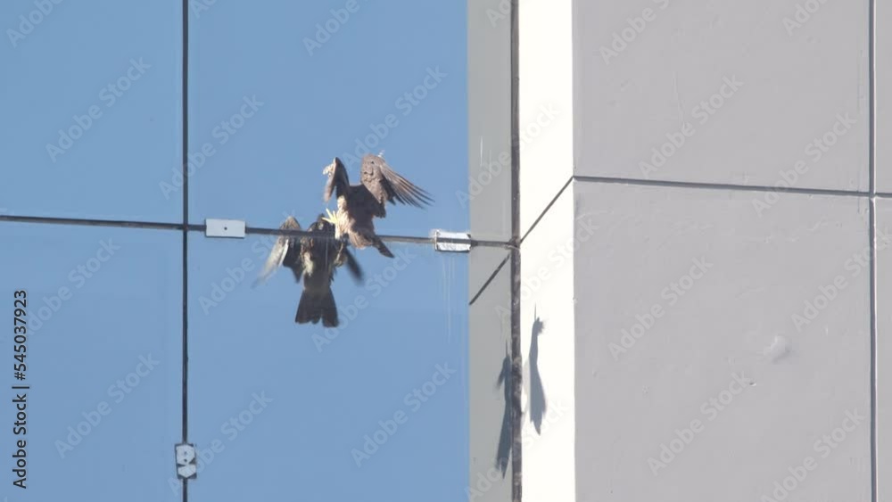 Peregrine falcon in urban surroundings tries to land on the External structural Glazing of a building and fails and dives away Peregrine falcon in urban surroundings tries to land on the External structural Glazing of a building and fails and dives away