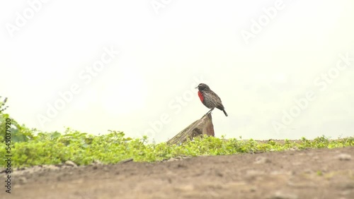 Peruvian meadowlark singing sitting on edge of a stone bothered by a bee , lomas de lucumo, lima photo