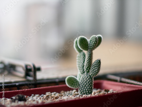 small cactus - balcony gardening - DIY gardening - urban gardening