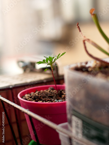 marigold in small pot - balcony gardening - DIY gardening - urban gardening