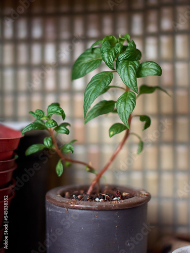 small pot flower - balcony gardening - DIY gardening - urban gardening