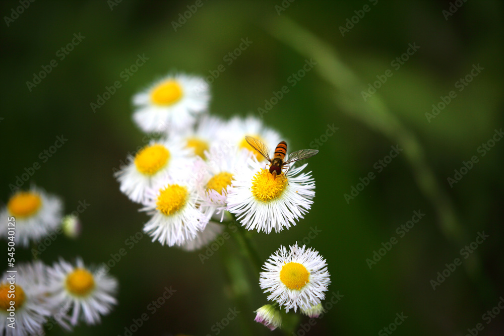 Horsefly sucking the nectar of the Philadelphia fleabane. Horsefly sucking the nectar of the Philadelphia fleabane.