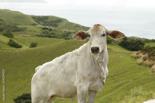 White cow grazing along the hills of Batan Island  Batanes  Philippines