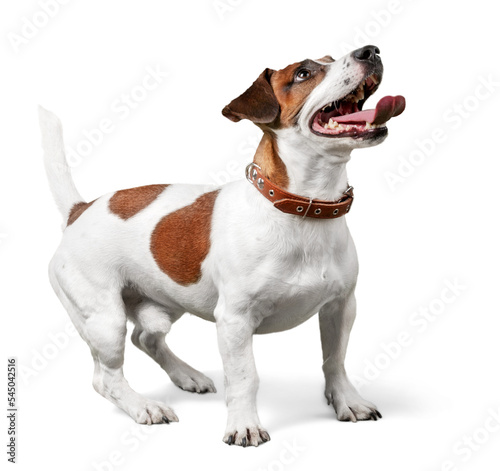 Canvas Print Jack Russell Terrier Looking Up
