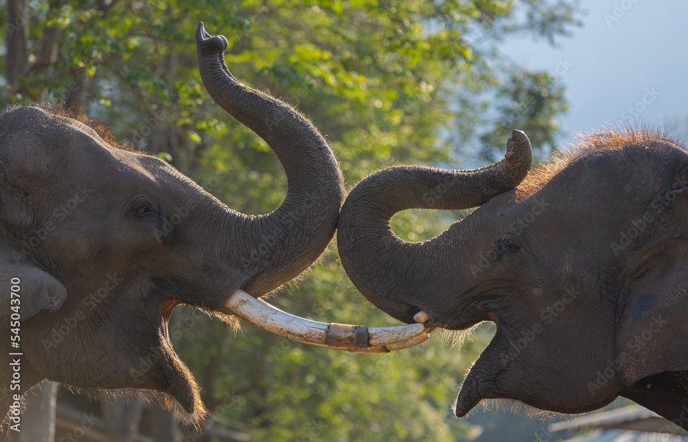 A pair of elephants happily draws a heart with their trunks.
