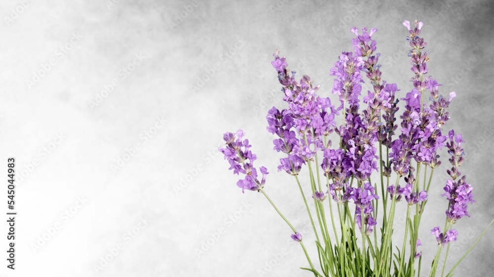 Naklejka premium Aroma Fresh flower Lavender. Herb flowers