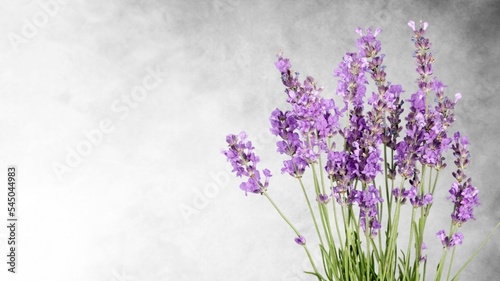 Aroma Fresh flower Lavender. Herb flowers