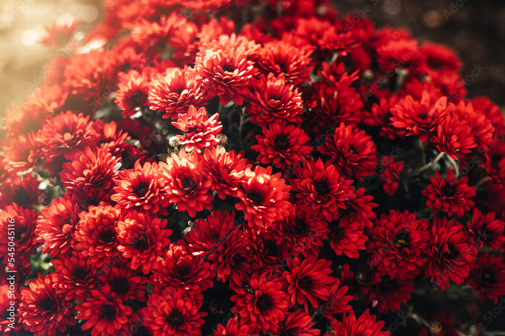 red flower background red flower background