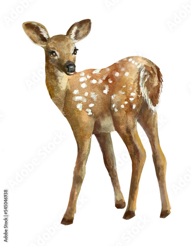 Vászonkép roe deer isolated on white
